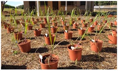 Growth-Promoting Potential of Rhizobacteria Isolated From Sugarcane